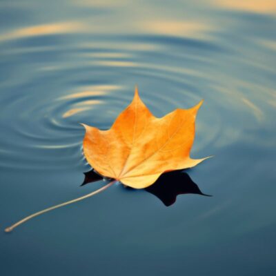 Autumnal Meditation For Letting Go